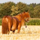 Mini-Shetlandpony Alf