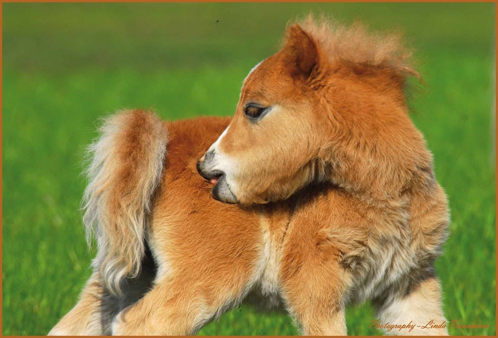 Mini-shetty Fohlen - 10 Tage alt Foto & Bild | tiere ...