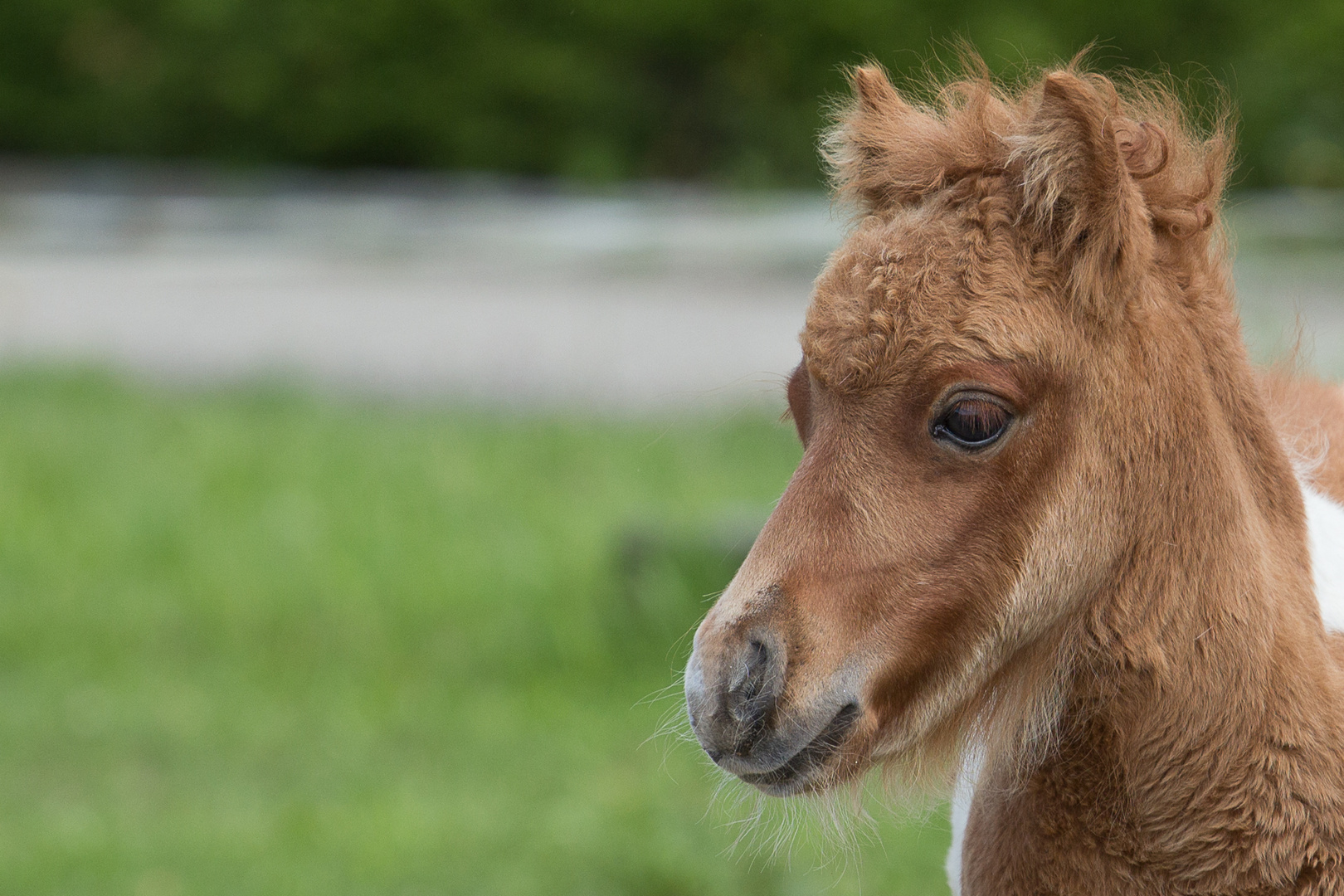 Mini-Shetty-Fohlen