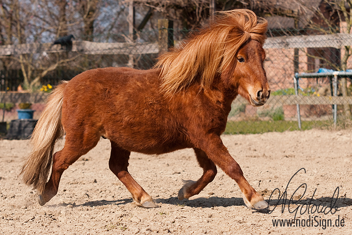 Mini-Shetty-Hengst Simon :) Foto & Bild | tiere, haustiere, pferde