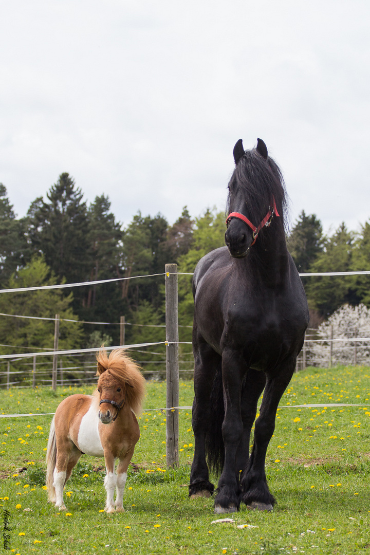 Mini-Shetty Pauli und Friesenhengst Daen