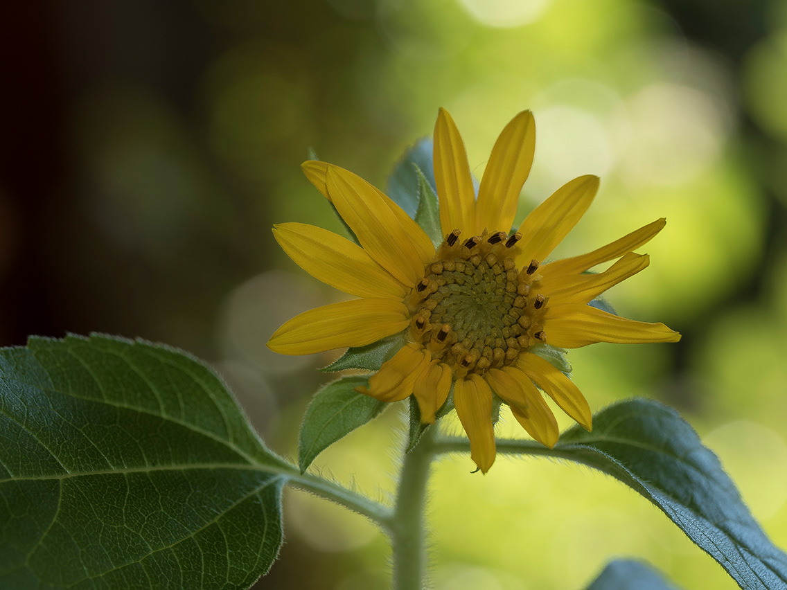 Mini-Sonnenblume