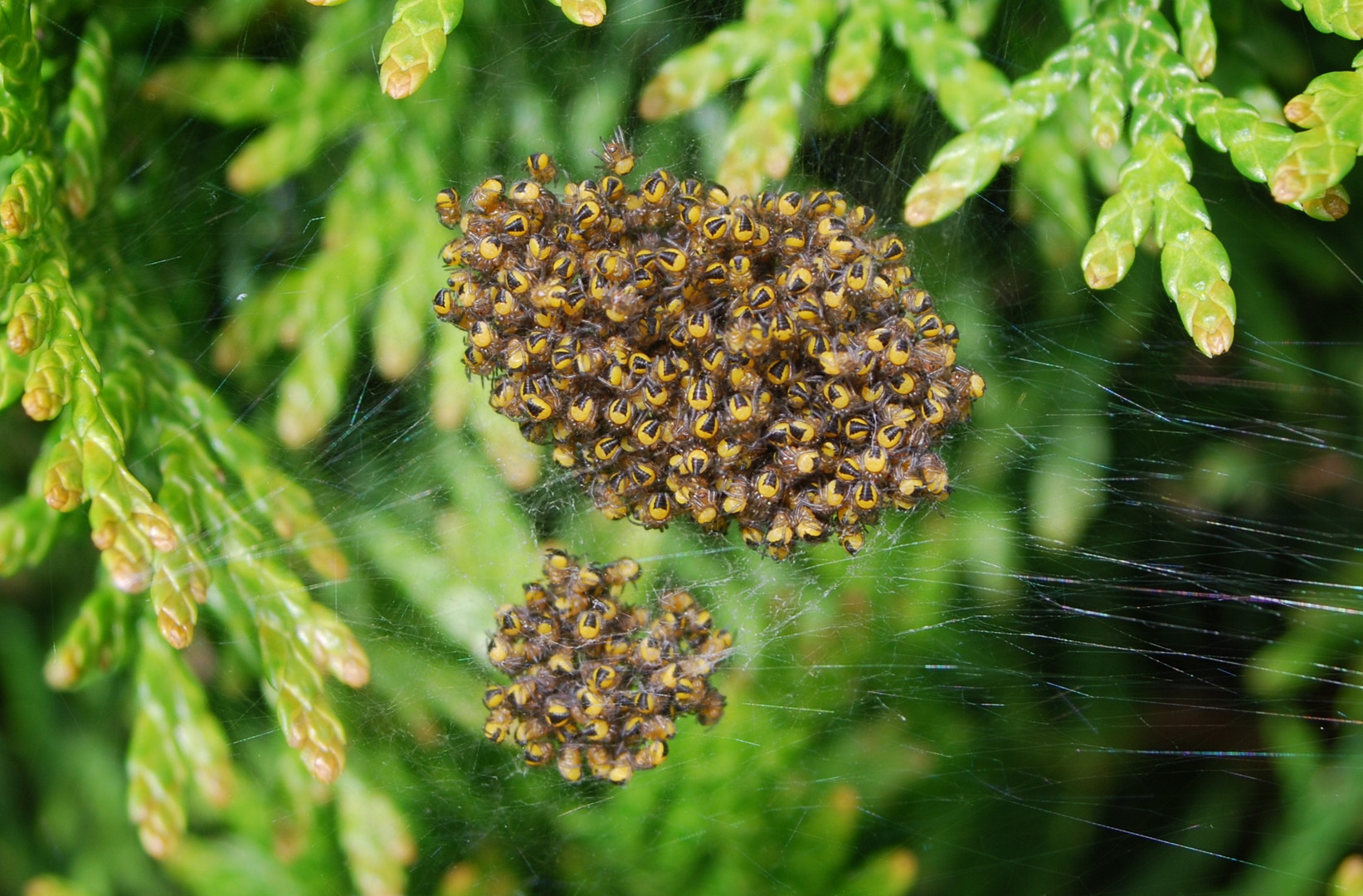 Mini-Spiders