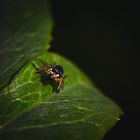 Mini Spinne frisst Mini Fliege 