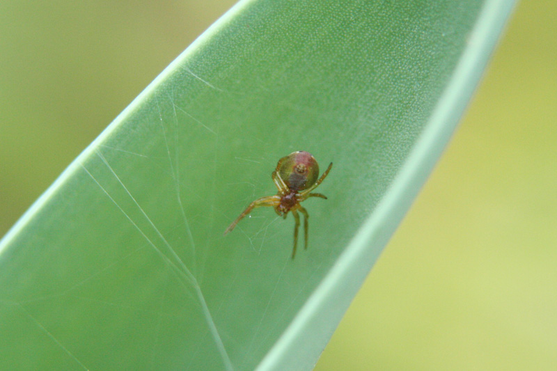 Mini-Spinne im Tulpenblatt