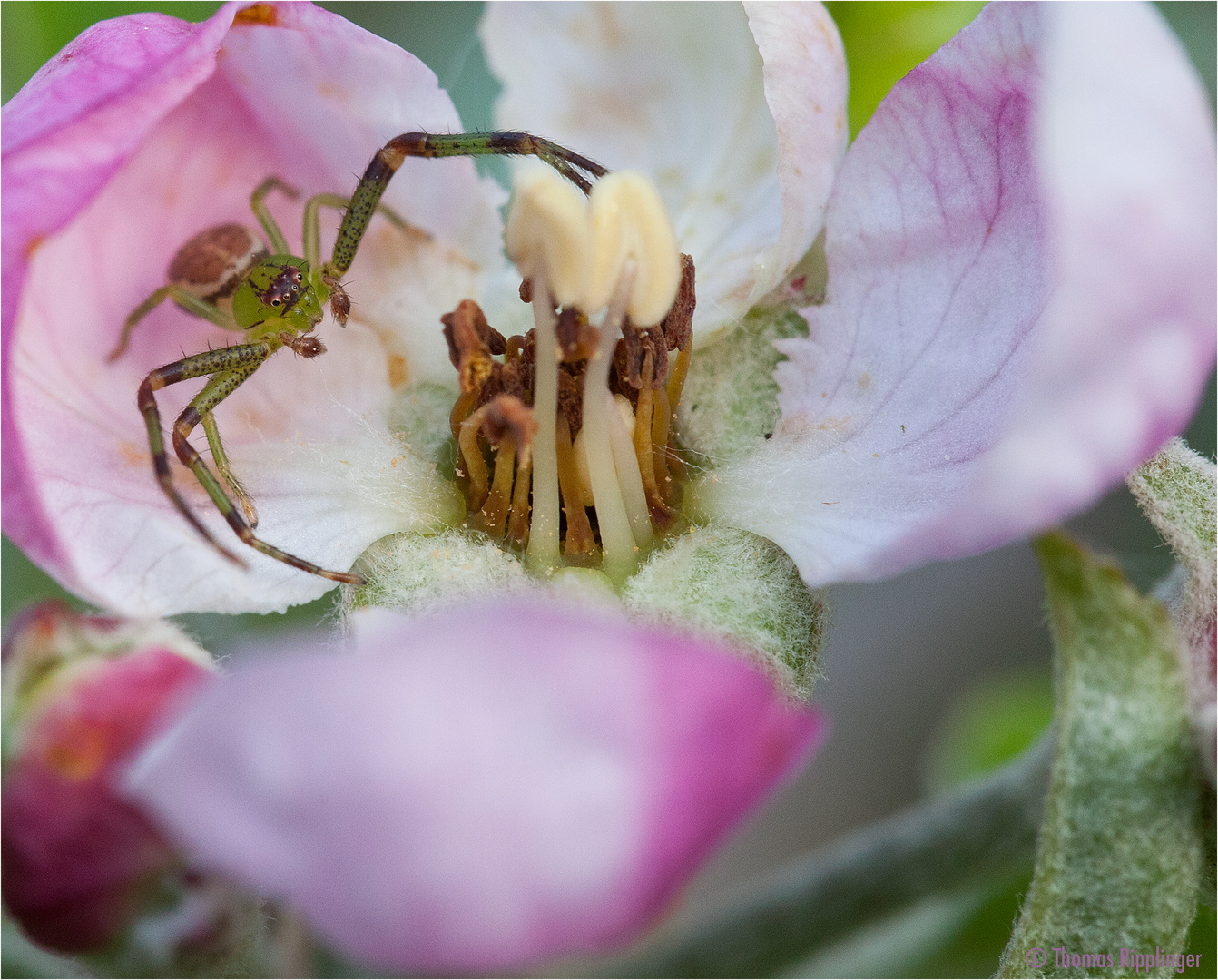 Mini Spinne in der Apfelblüte