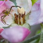 Mini Spinne in der Apfelblüte