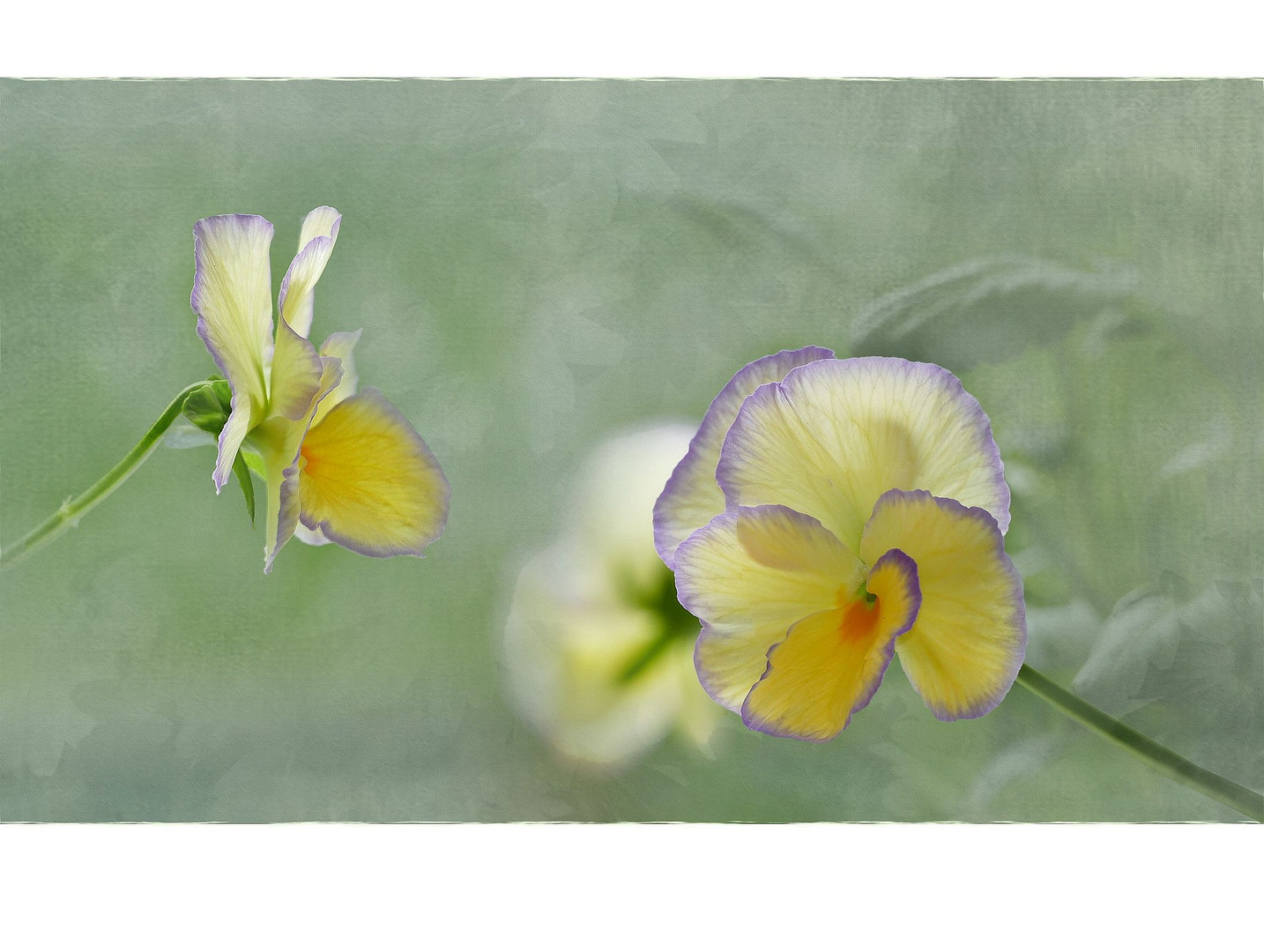  Mini-Stiefmütterchen (Viola cornuta)...