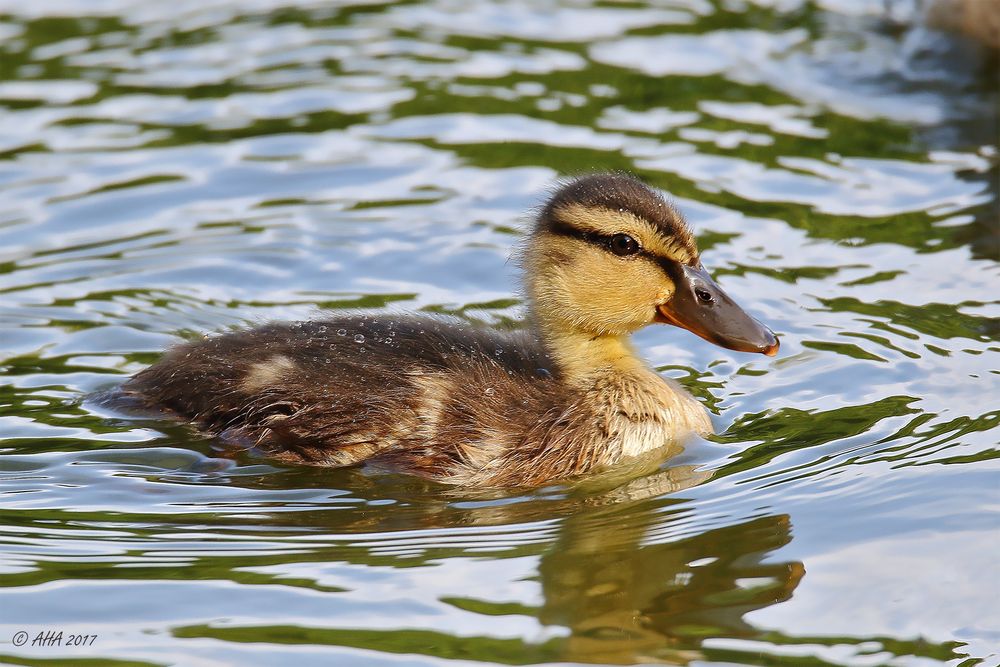 Mini - Stockente