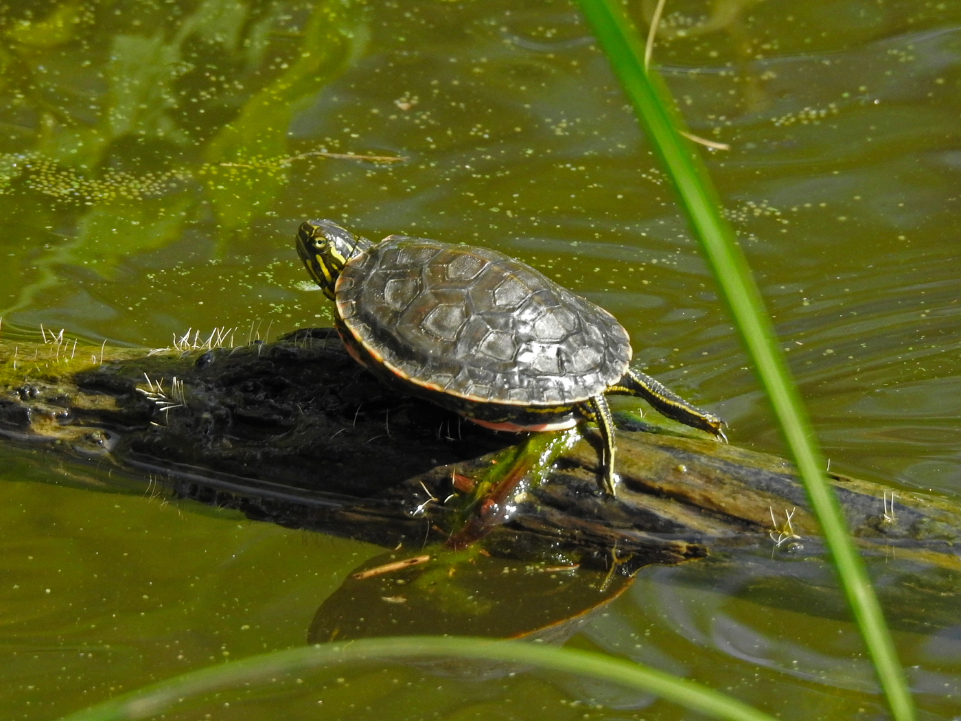 Mini Sumpfschildkröte am Sonnen