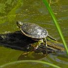 Mini Sumpfschildkröte am Sonnen