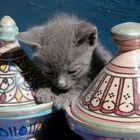 Mini tajine de chat