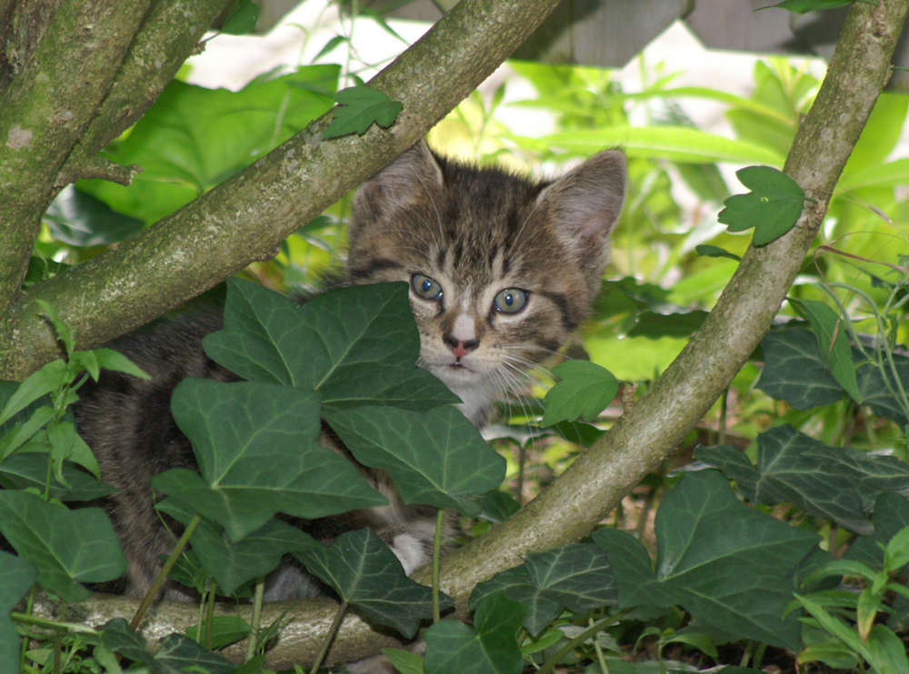 Mini-Tiger auf der Pirsch