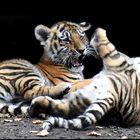 Mini Tiger Fight !!!!