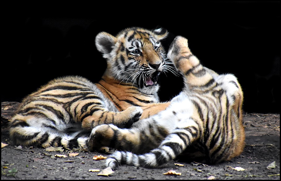 Mini Tiger Fight !!!!