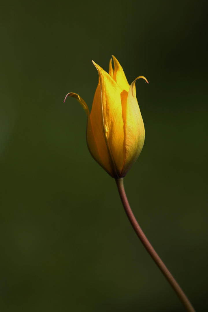 Mini Tulip - Ambient Light