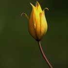 Mini Tulip - Ambient Light