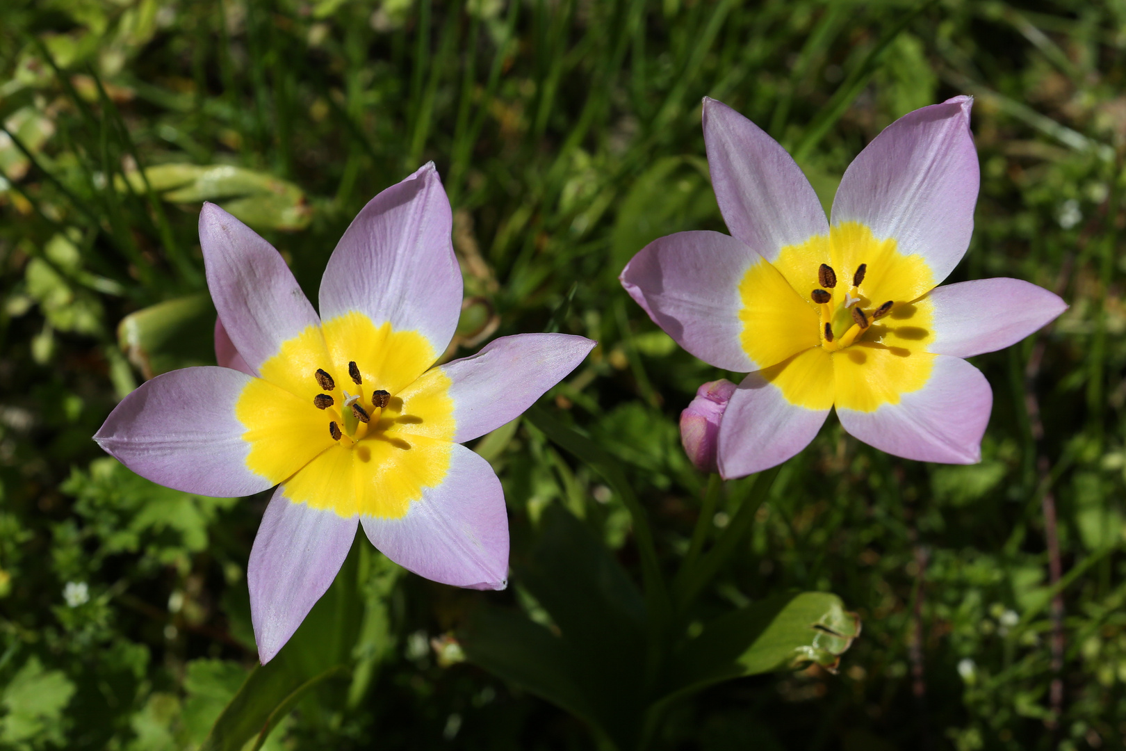 Mini Tulips