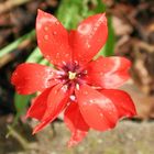 Mini-Tulpe nach dem Regen