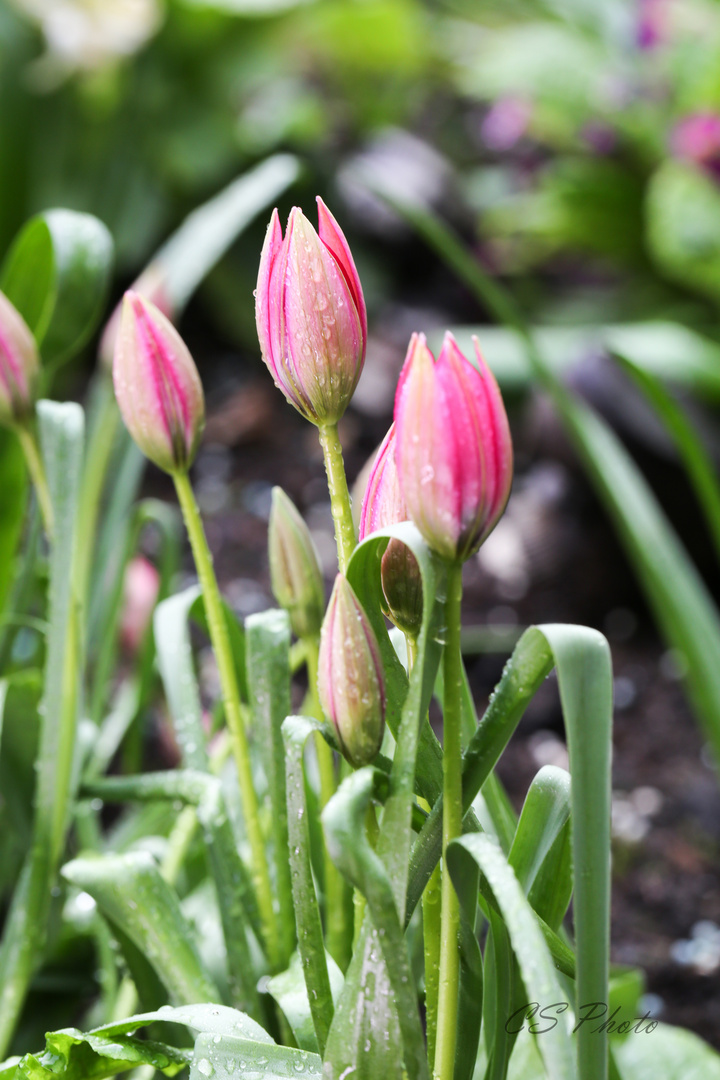 Mini Tulpen