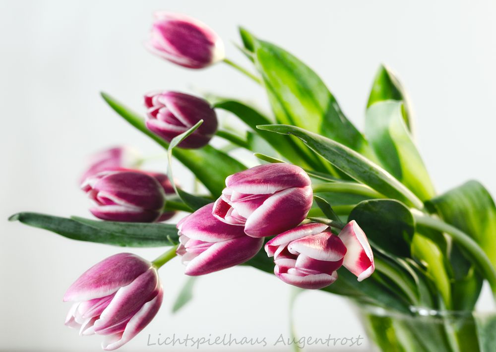 Mini-Tulpen