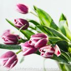 Mini-Tulpen