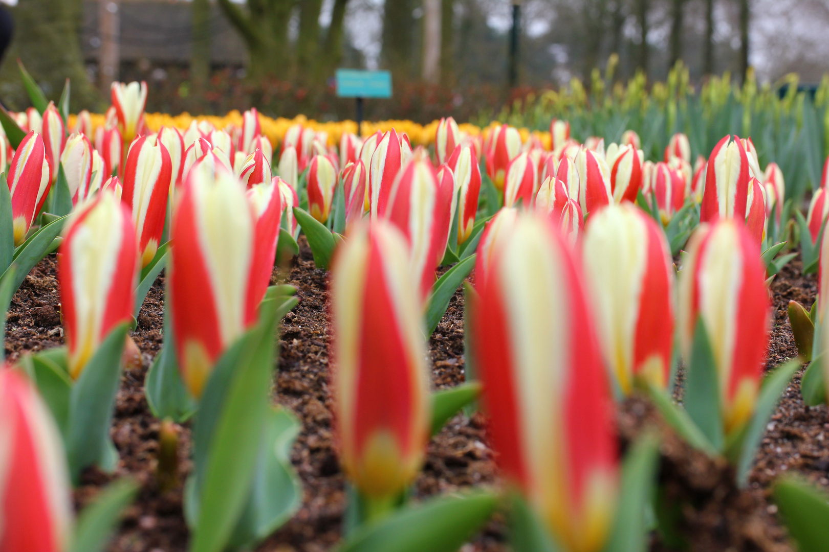 Mini-Tulpenmeer