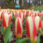 Mini-Tulpenmeer