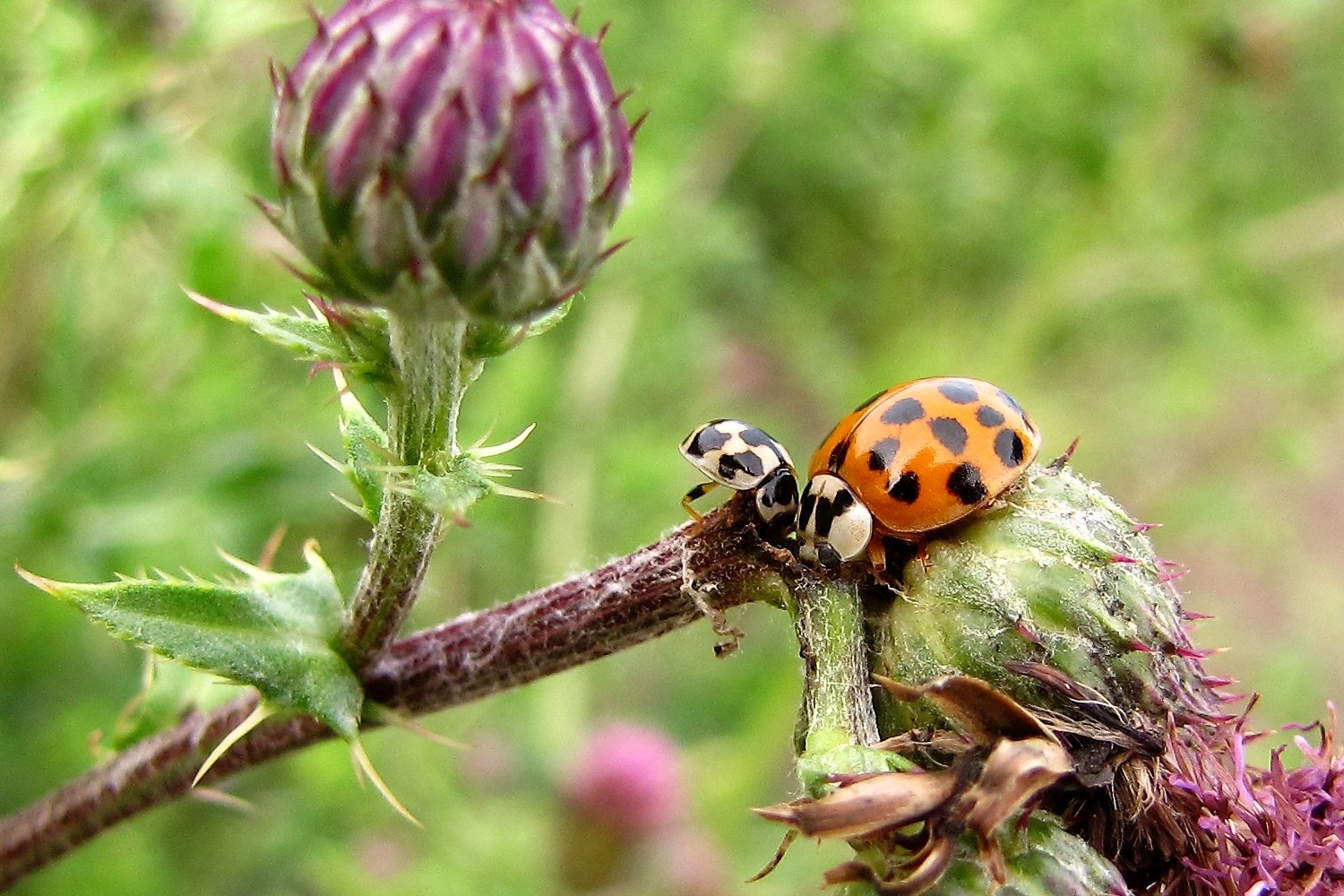 Mini und Maxi