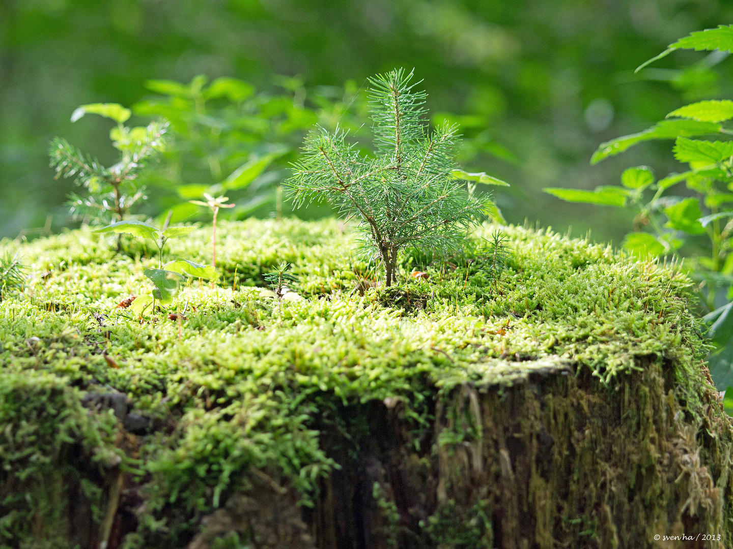 Mini-Wald im Wald