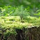 Mini-Wald im Wald