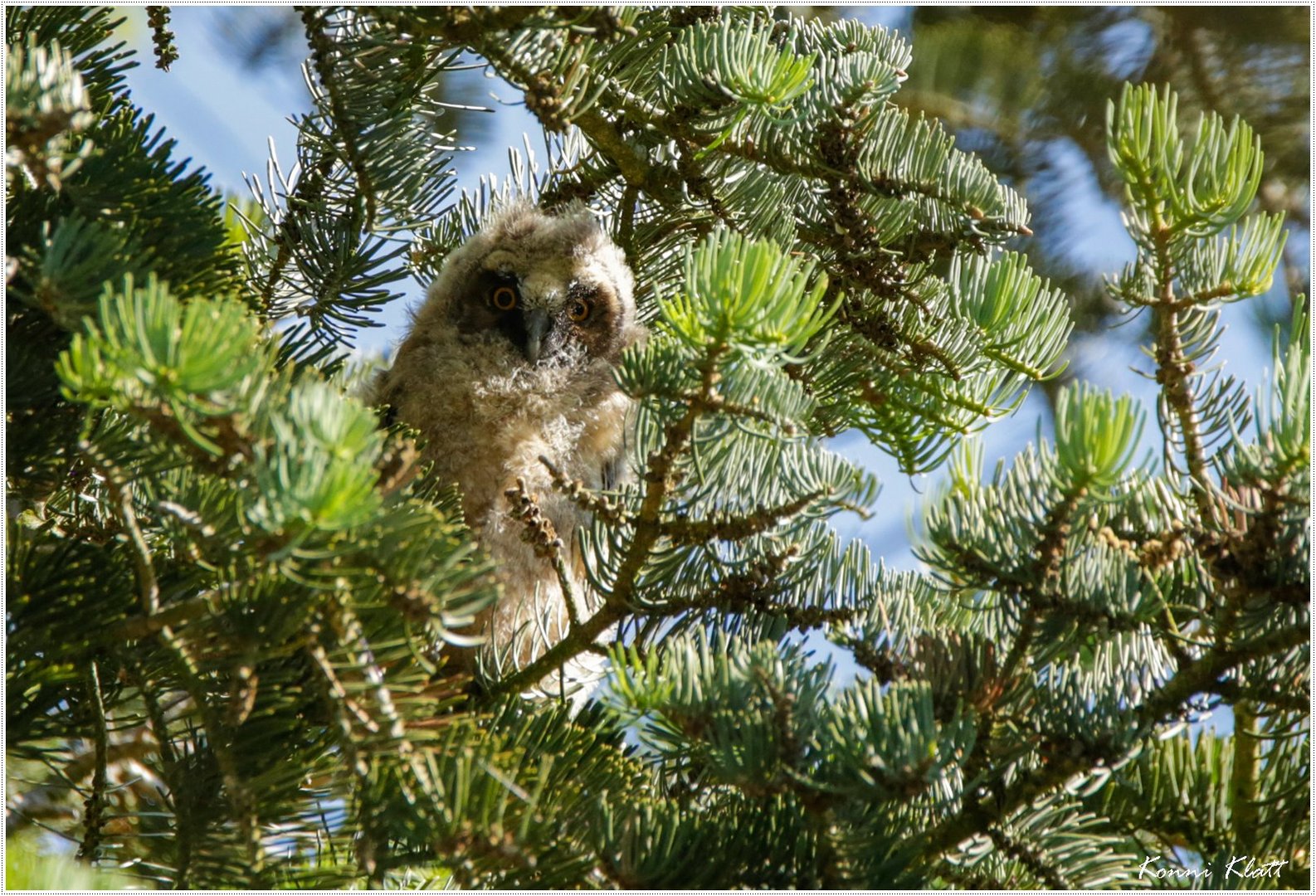 Mini Waldohreule ... mini Long-eared owl