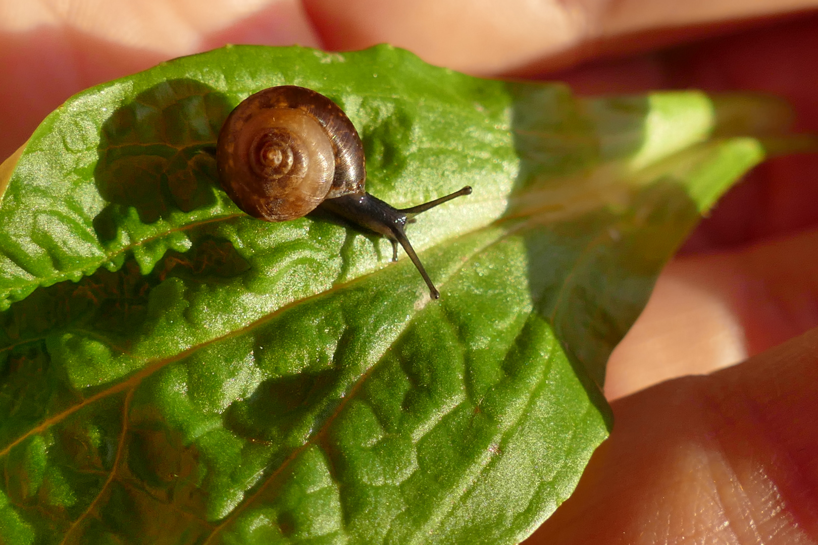 Mini Weinbergschnecke