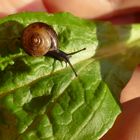 Mini Weinbergschnecke