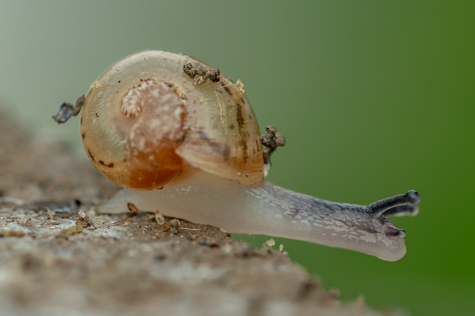 Mini-Weinbergschnecke auf Erkundungstour