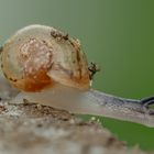 Mini-Weinbergschnecke auf Erkundungstour