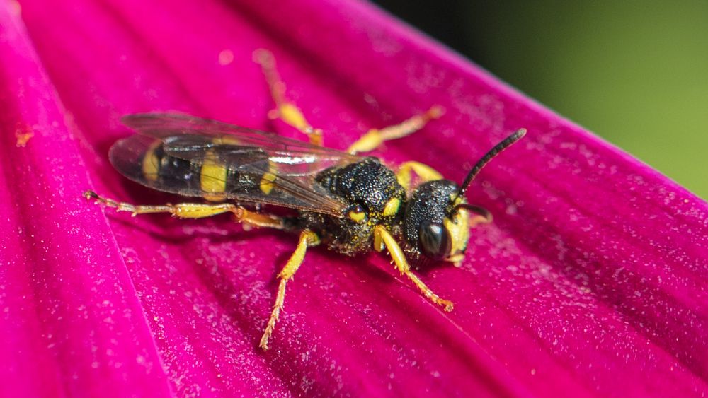 Mini Wespen Foto & Bild tiere, wildlife, insekten Bilder auf