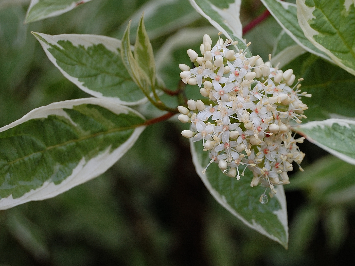 Mini White Blossom