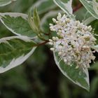 Mini White Blossom