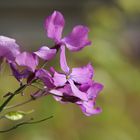 Mini-Wildacker im Garten