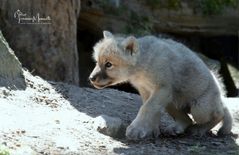 Mini Wolf