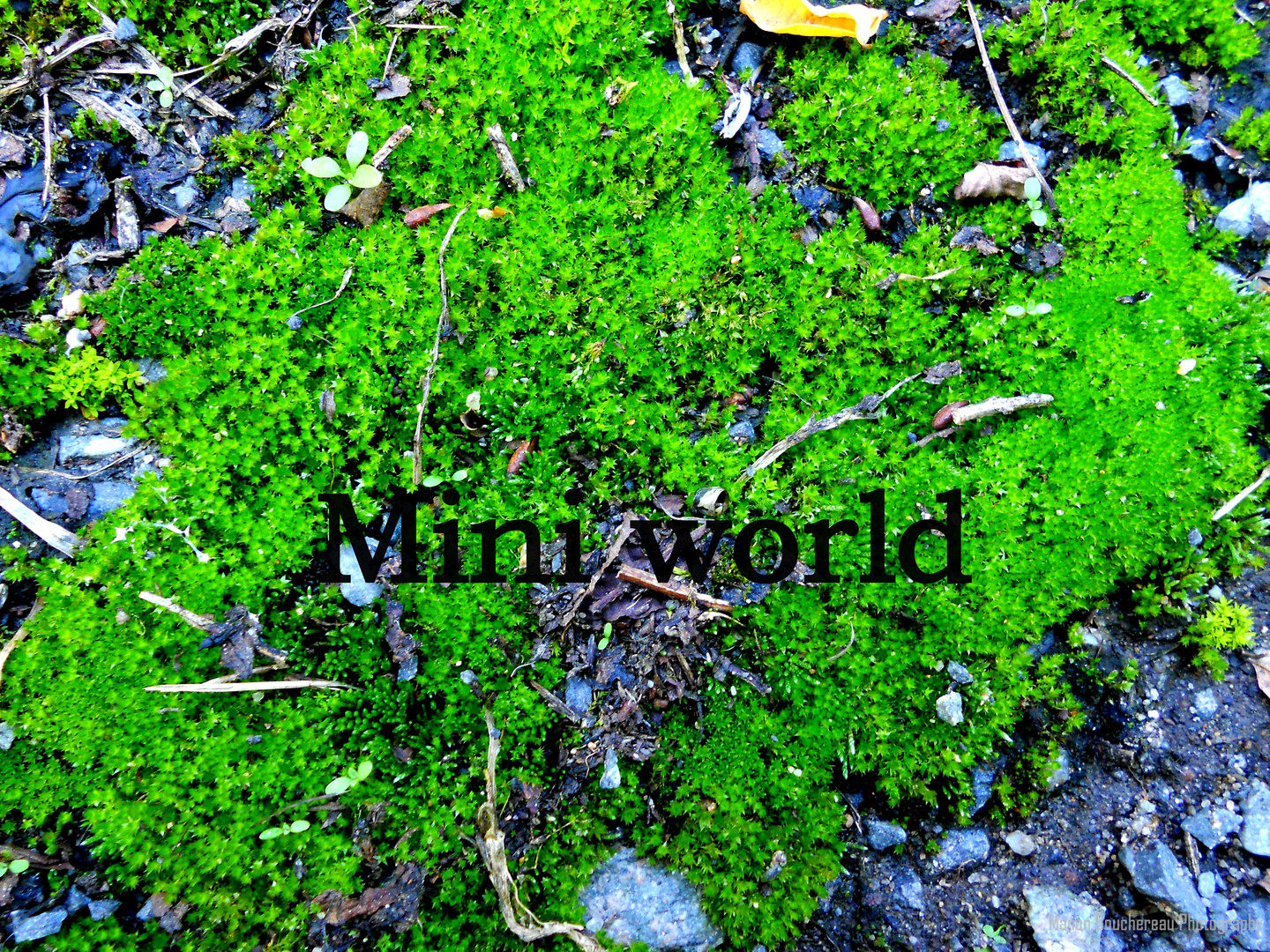 Mini world