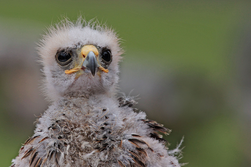 Mini-Wüstenbussard