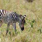Mini-Zebra :-)