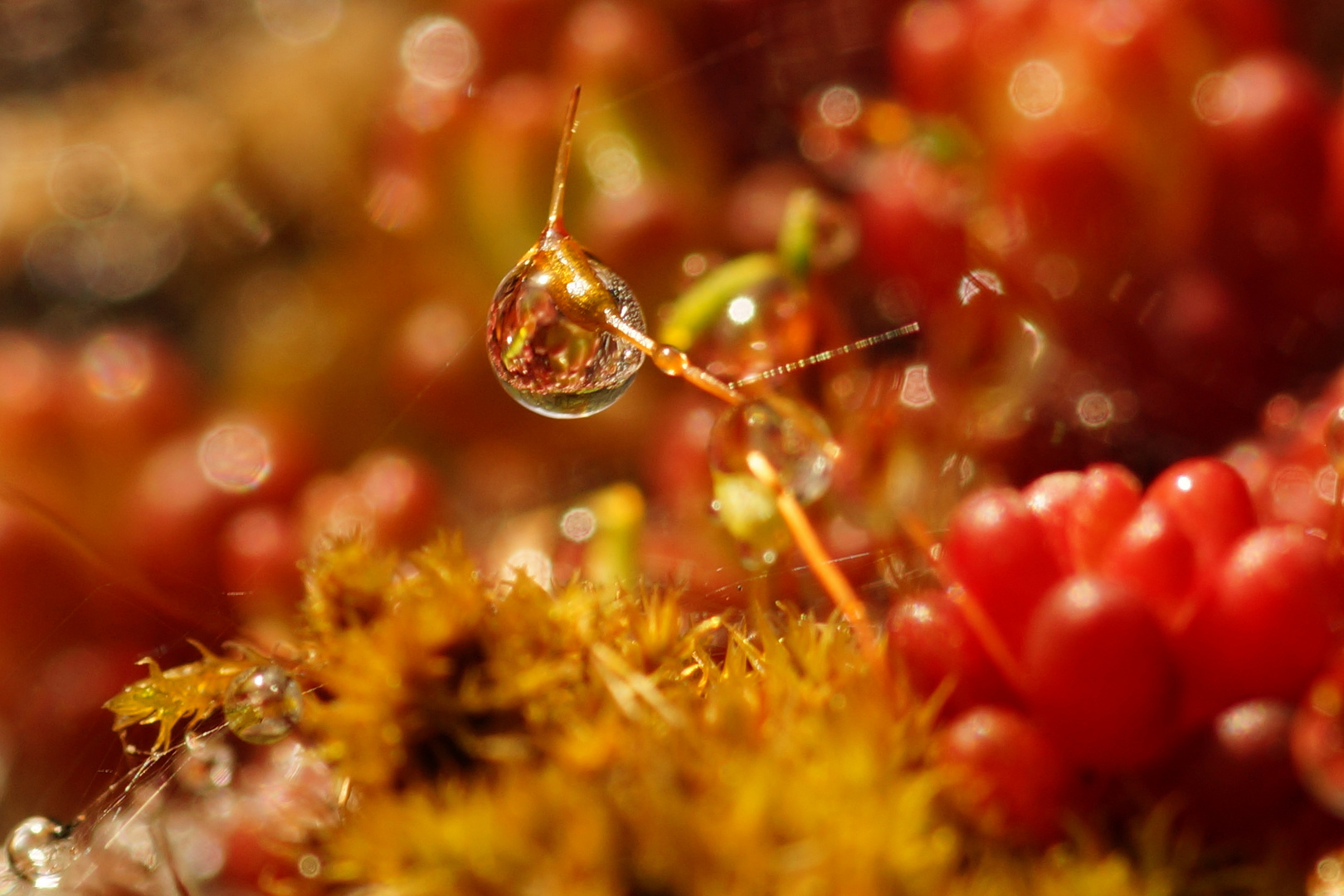 Miniatur Foto & Bild | moose, moos, wassertropfen Bilder auf fotocommunity