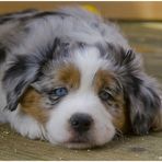 *MINIATUR AUSTRALIAN SHEPHERD* -1-