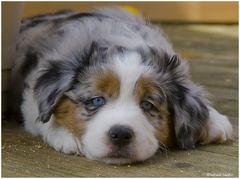 *MINIATUR AUSTRALIAN SHEPHERD* -1-