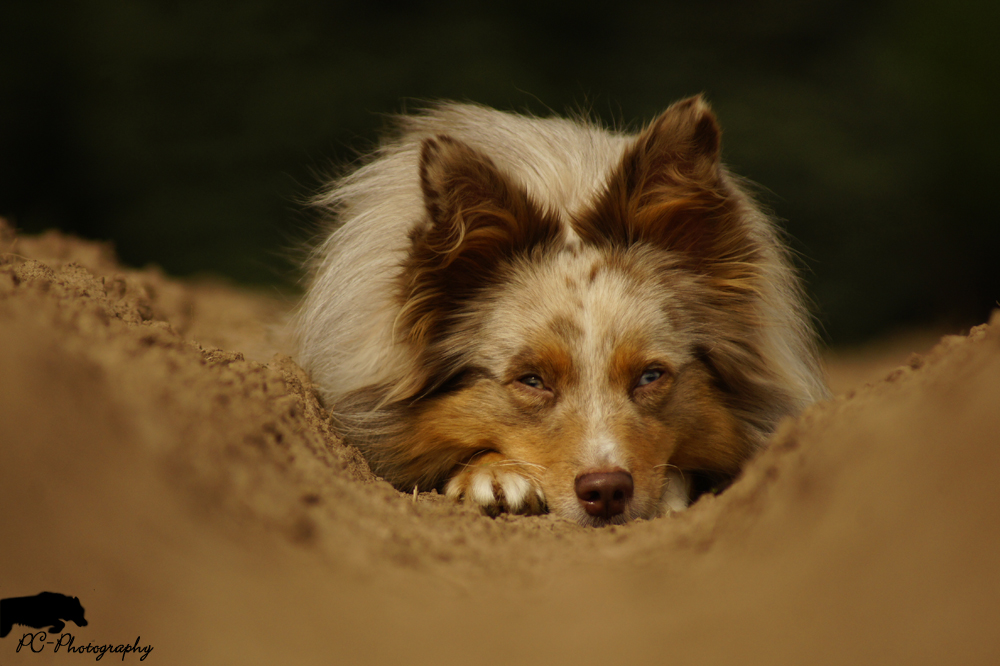 Miniatur Australian Shepherd