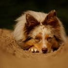 Miniatur Australian Shepherd