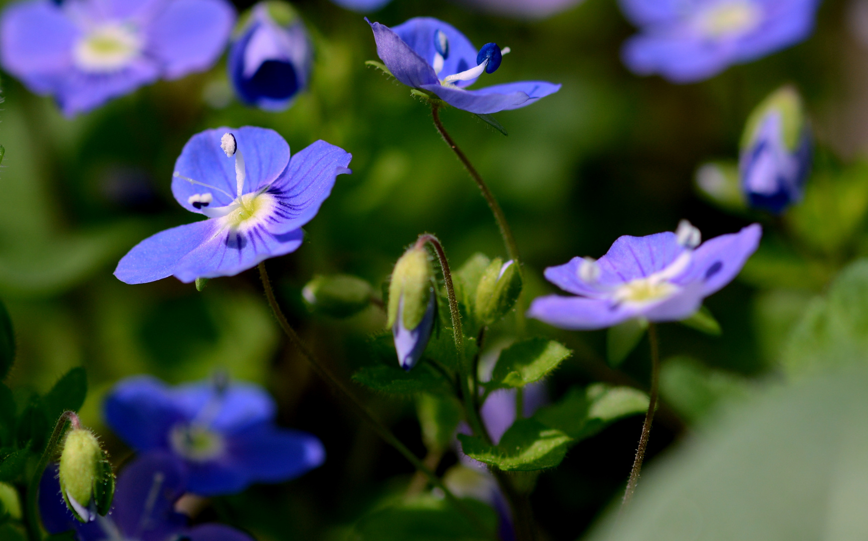 Miniatur-blüten